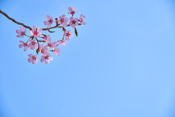 Blue sky background and pink cherry blossoms
