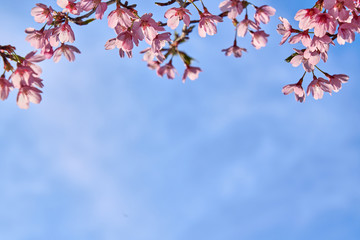 Blue sky background and pink cherry blossoms