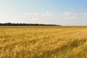 Rye field, sky and horizon. Harvest agriculture, farming concept. Barley, grain, landscape