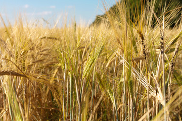 Fototapeta premium Rye ears closeup. Harvest, agriculture, farming concept. Barley field, grain, low angle, bottom view, blue sky