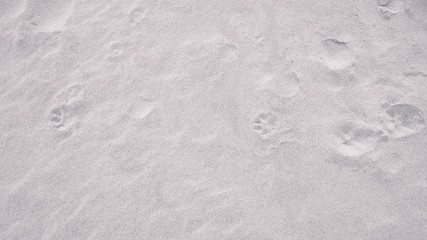 Paw prints on the sand. Nature background.