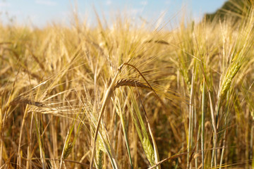 Rye ears closeup. Harvest, agriculture, farming concept. Barley field, grain, low angle, bottom view, blue sky