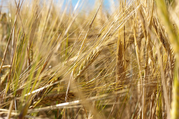 Rye ears closeup. Harvest, agriculture, farming concept. Barley field, grain, low angle, bottom view, blue sky