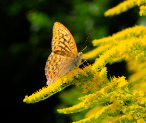 butterfly on yellow flower