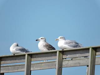 Oiseaux marin