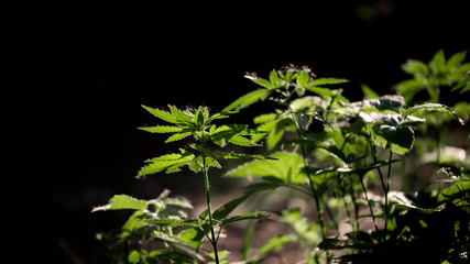 Open sheet of cannabis on a black background. Light draws the texture of the sheet.Medicinal herb of the southern region. Light bokeh, openwork leaf of hemp bush.Poplar fluff everywhere.Hemp thickets.