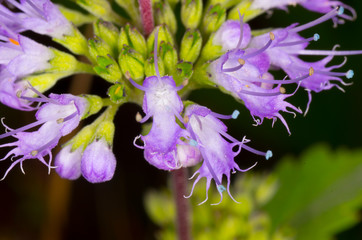 closeup of violet flower, Caryopteris incana 