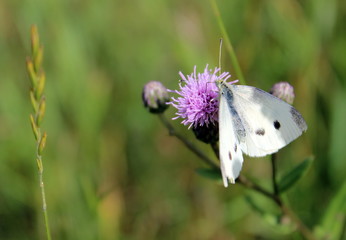 White butterfly on violent flower