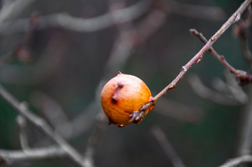 Oak gall