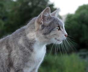 Naklejka na ściany i meble Gray cat on landscape background