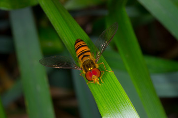 flower fly on green leaf