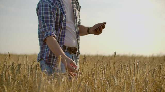 A man in a hat and jeans with a tablet in cancer touches and looks at the sprouts of rye and barley, examines the seeds and presses his finger on the touchscreen at sunset