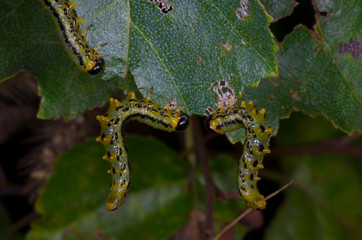 larvae greedily eating leaves