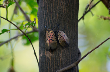 cicada with black spotted wings