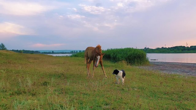 Dog has caught a fish from the pond and is not ready to share the food with a little curious foal. Animal interaction and communication in the wild.
