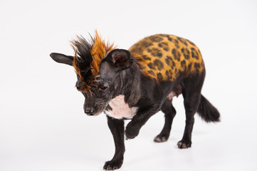 funny dog with color similar to leopard