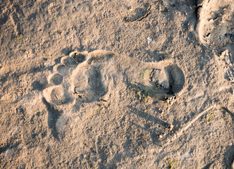 Footstep on sand on the beach