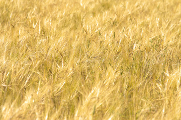 Rye field background. Harvest concept. Agriculture, farming, landscape, grain, barley, ears