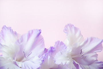 Flat lay composition with gladiolus on a pink background with copy space. Closeup of purple gladiolus flowers, Space for text.