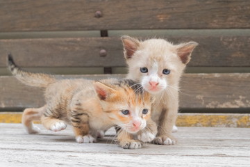 Fototapeta na wymiar Close-up two cute kittens resting on wood texture background.