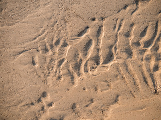 Sand background texture