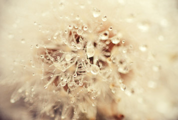 Dewy dandelion flower with water drops