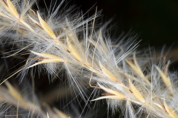macro of reed flower
