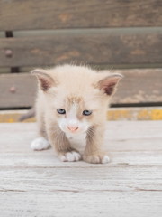 Close-up a small cute kitten age 21 days resting on wood texture background.