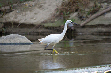 white heron walking and fishing on the river