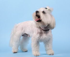 cute white dog on a blue background
