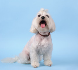 cute white dog on a blue background