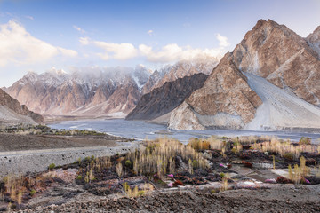 Pakistan Cherry Blossom