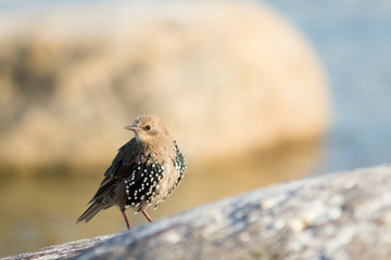 The common starling (Sturnus vulgaris) standing on a rock