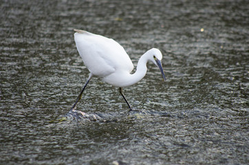 white heron hunting fish