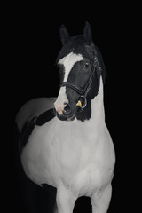 Portrait of a pinto horse on a black background