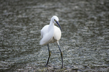 white heron on river