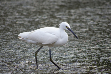 white heron on river