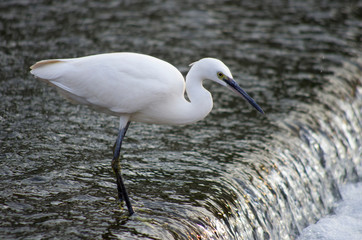 great white heron in the water