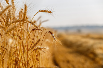 Fototapeta premium field of wheat