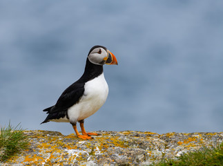 Atlantic Puffin Standing on Cliff Ledge on Blue Background