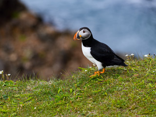 Atlantic Puffin Standing on Cliffs Rock, Portrait