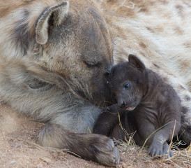 Hyena Mother and Cub