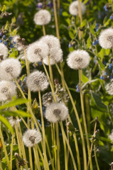 Dandelions close up