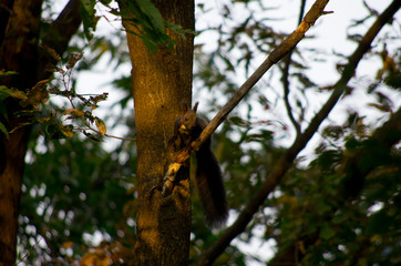 squirrel on the branch