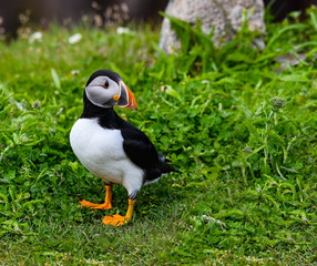 Atlantic Puffin Standing on Cliff's Rock with Green Grass , Portrait