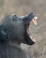 Monkey Yawn