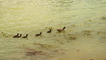 common gallinule in Hungary, lake Balaton