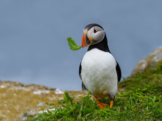 Atlantic Puffin Standing on Cliff's Rock and Holding Green Plant in its Beak  Portrait
