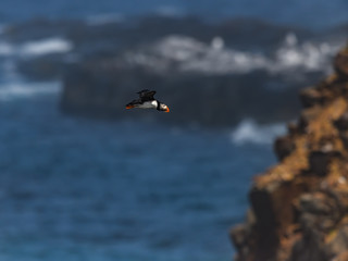 Fototapeta premium Atlantic Puffin in Flight Over Water of Atlantic Sea and Cliffs