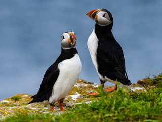 Two Atlantic Puffin Standing on Cliff's Rock, Portrait